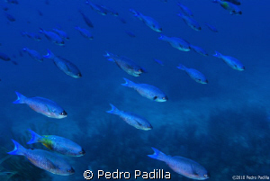 Blue Chromis, with Nikon D80 with 15mm lens and TC. 
Sho... by Pedro Padilla 